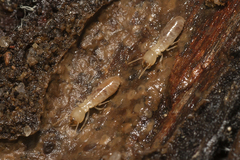 Reticulitermes grassei