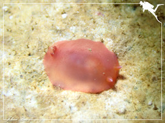 Dendrodoris fumata