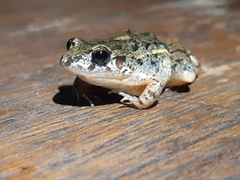 Adenomera hylaedactyla