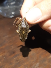 Adenomera hylaedactyla