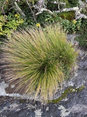 Trichophorum cespitosum