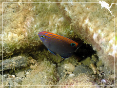 Pomacentrus bankanensis