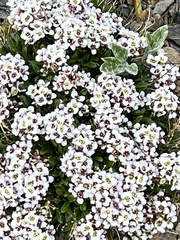 Onuris alismatifolia