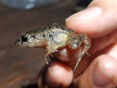 Adenomera hylaedactyla