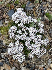 Onuris alismatifolia