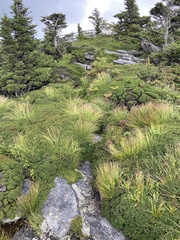 Trichophorum cespitosum