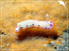 Goniobranchus setoensis