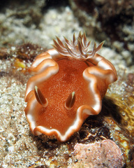 Glossodoris rufomarginata