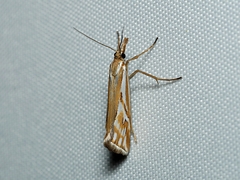 Hednota pleniferellus