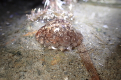Pusula solandri
