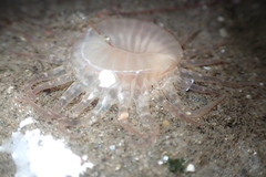 Harenactis attenuata