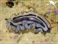 Pseudobiceros gratus