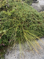 Trichophorum cespitosum