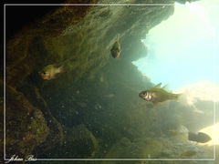 Ostorhinchus norfolcensis