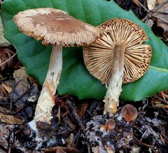 Lepiota magnispora