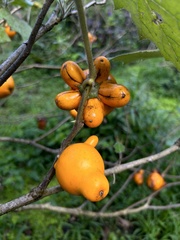 Solanum mammosum