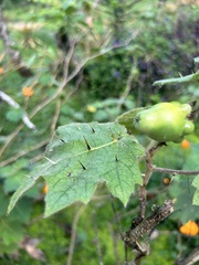 Solanum mammosum