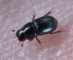 Aphodiinae