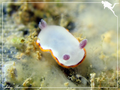 Goniobranchus rubrocornutus