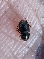 Aphodiinae