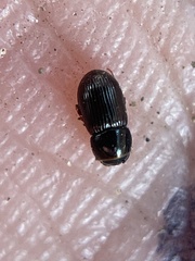 Aphodiinae