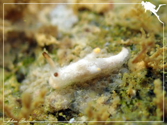 Murphydoris maracabranchia