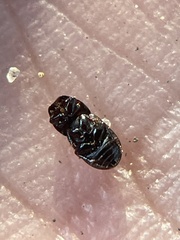 Aphodiinae