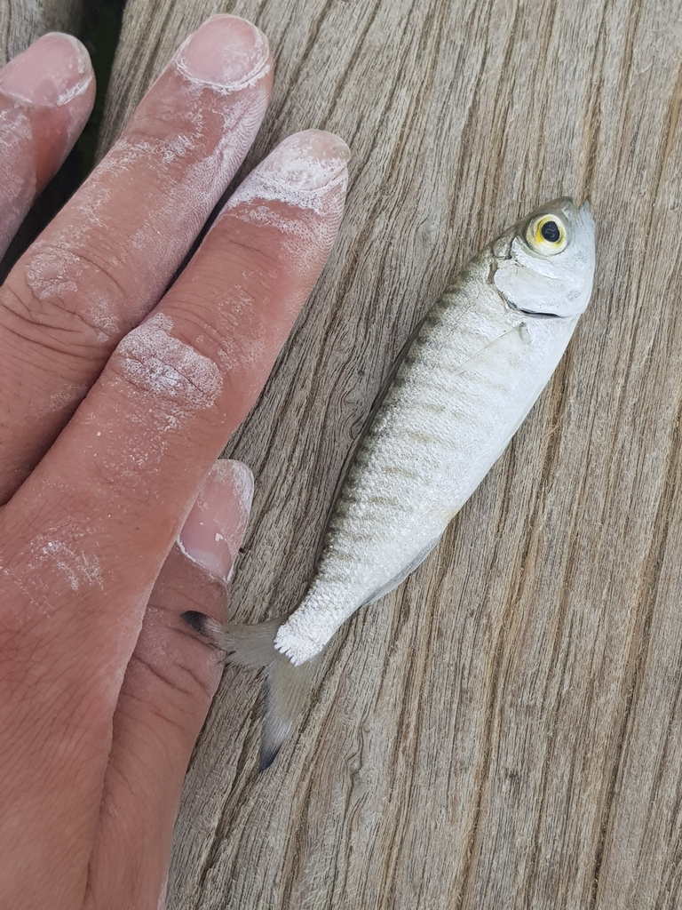 Australian Herring from Port Pirie, SA, Australia on December 21, 2022