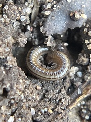 Brachyiulus