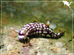Hypselodoris whitei