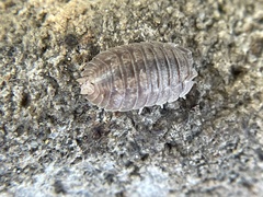 Porcellio dilatatus
