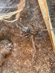 Calymmaria