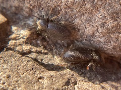 Eleodes littoralis
