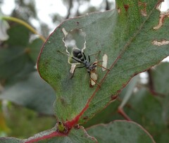 Myrmecia pilosula
