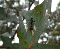 Myrmecia pilosula