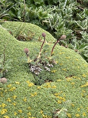 Bolax gummifera