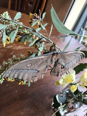 Opodiphthera eucalypti