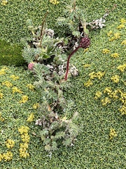 Bolax gummifera