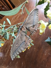 Opodiphthera eucalypti