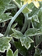 Hamadryas magellanica