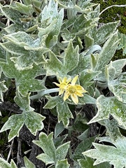 Hamadryas magellanica