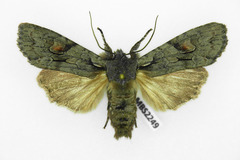 Lithophane furcifera