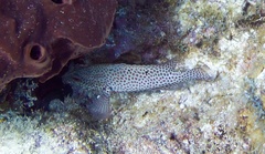 Cephalopholis cruentata