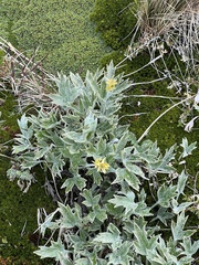 Hamadryas magellanica