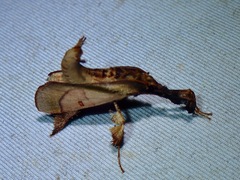 Sacada