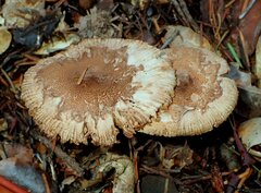 Lepiota magnispora