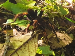 Megaphobema mesomelas