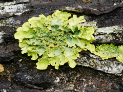 Podostictina pickeringii