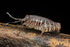 Phaesticus mellerborgi