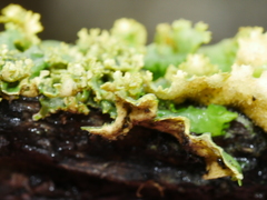 Podostictina pickeringii